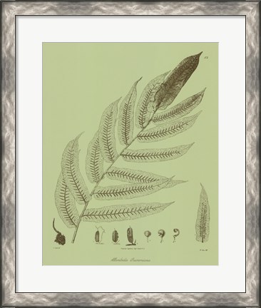 Framed Fresh Ferns III Print