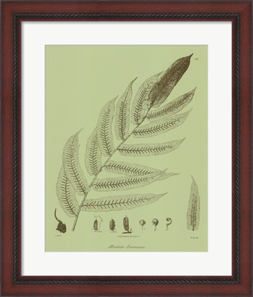 Framed Fresh Ferns III Print