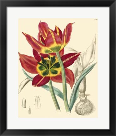 Framed Elegant Tulips I Print