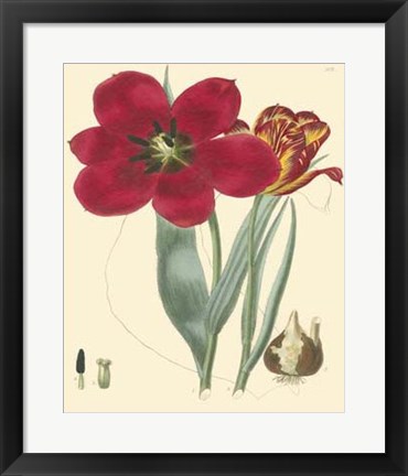 Framed Elegant Tulips VI Print