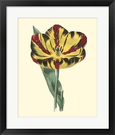 Framed Antique Tulip I Print