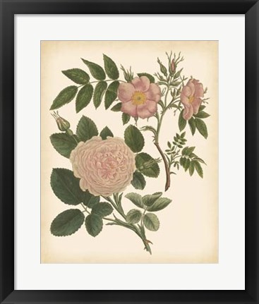 Framed Antique Rose II Print