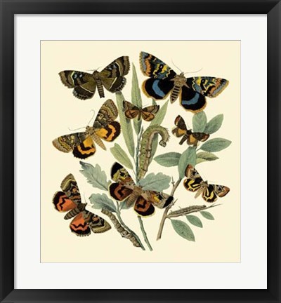 Framed Butterfly Gathering III Print
