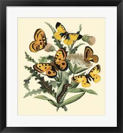Framed Butterfly Gathering IV Print