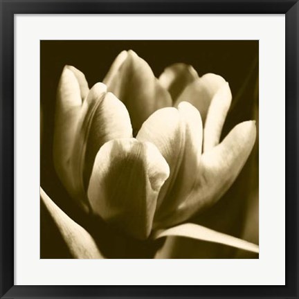 Framed Sepia Tulip I Print