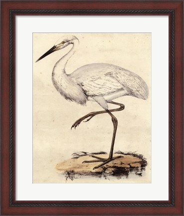 Framed Antique Heron III Print