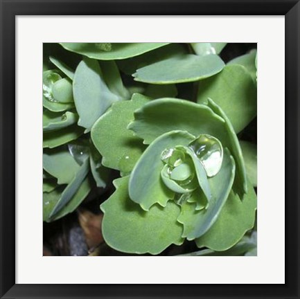 Framed Succulence II Print