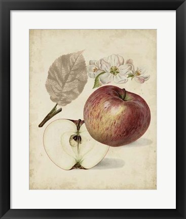 Framed Harvest Apples II Print