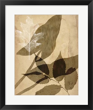 Framed Pressed Leaf Assemblage II Print