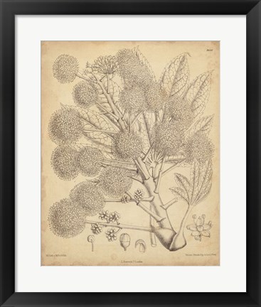 Framed Vintage Curtis Botanical IV Print