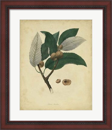 Framed Botanical VIII Print