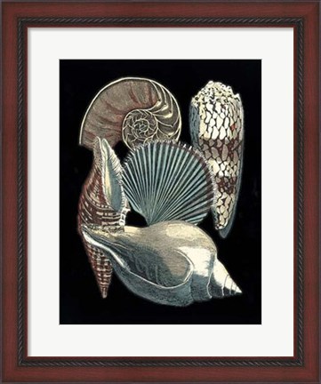 Framed Seashell Anthology II Print