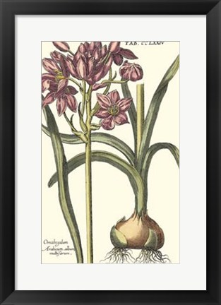 Framed Botanical Beauty I Print