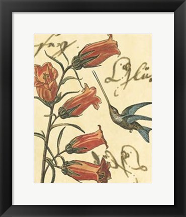 Framed Hummingbird Reverie II Print