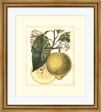 Framed French Lemon Study I Print
