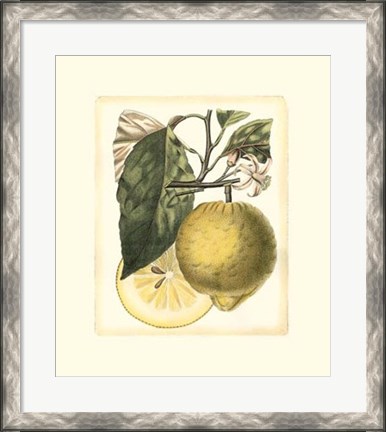 Framed French Lemon Study I Print