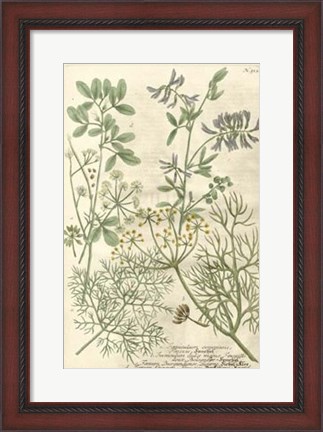 Framed Weinmann&#39;s Garden IV Print