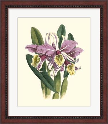 Framed Magnificent Orchid IV Print