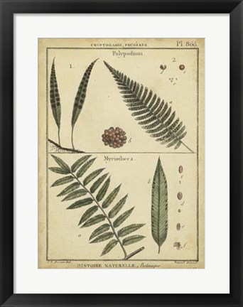 Framed Antique Ferns III Print