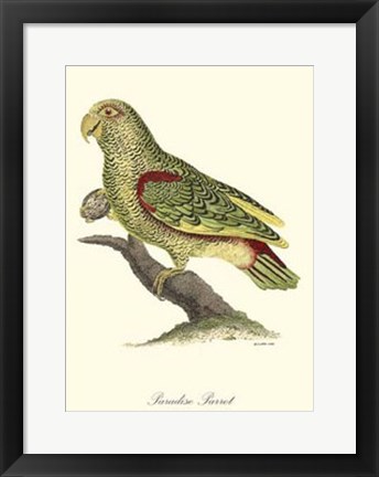 Framed Paradise Parrot Print