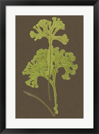 Framed Ferns on Linen II Print