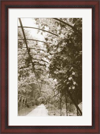 Framed Royal Botanical Garden, Madrid Print