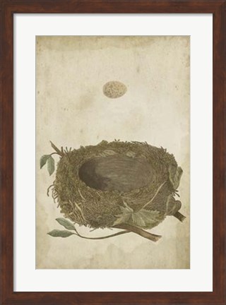 Framed Bird&#39;s Nest Study II Print