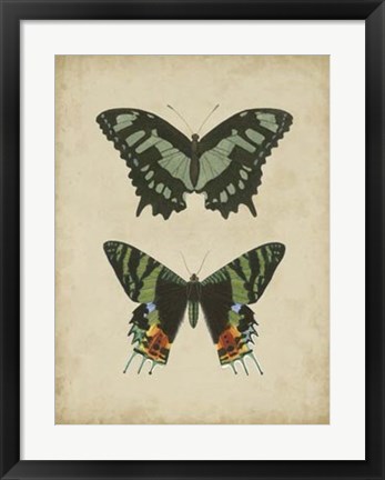 Framed Antique Butterfly Pair II Print