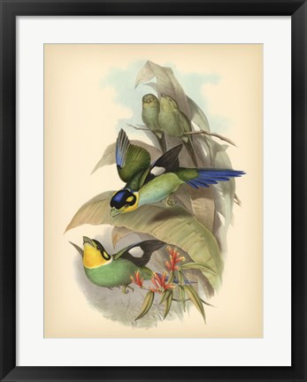 Framed Birds of the Tropics I Print