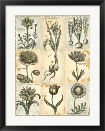 Framed Botanical Patchwork II Print