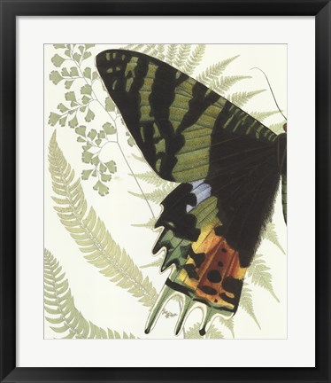 Framed Butterfly Symmetry I Print