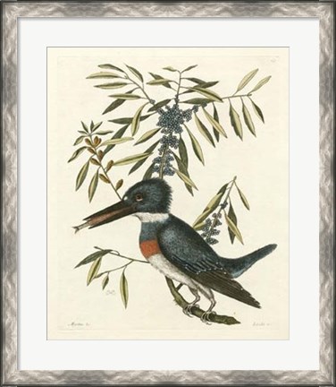 Framed Antique Kingfisher II Print