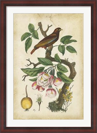 Framed Antique Bird in Nature I Print