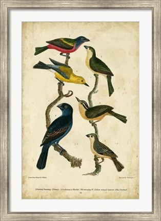 Framed Wilson&#39;s Painted Bunting Print
