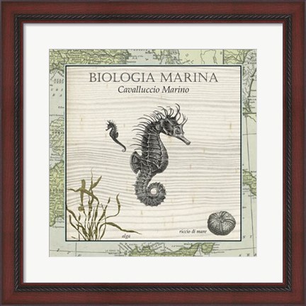 Framed Biologia Marina III Print
