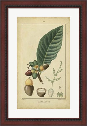Framed Vintage Turpin Botanical IV Print