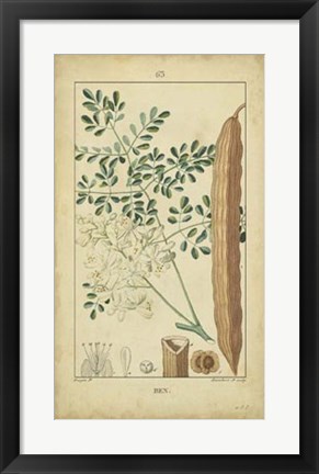 Framed Vintage Turpin Botanical V Print