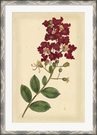Framed Floral Varieties II Print