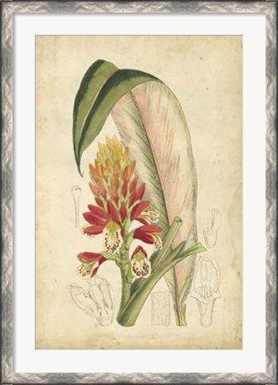 Framed Tropical Blooms II Print