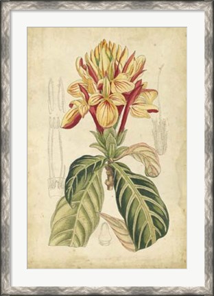 Framed Tropical Blooms IV Print