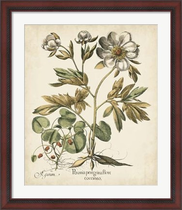 Framed Ivory Peonies III Print