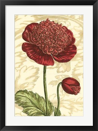 Framed Peony Passion I Print