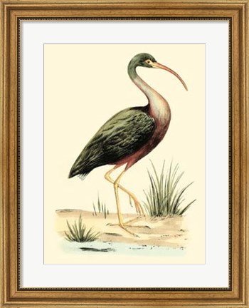 Framed Water Birds I Print