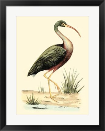 Framed Water Birds I Print