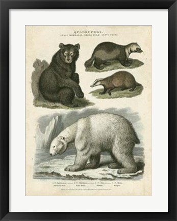 Framed Brown Bear &amp; Polar Bear Print