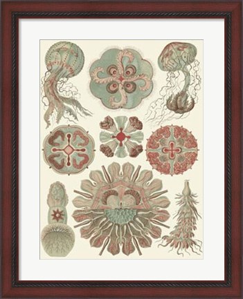 Framed Sophisticated Sealife IV Print