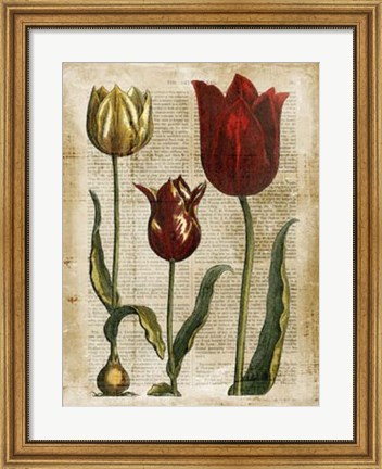 Framed Antiquarian Tulips II Print