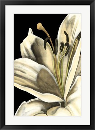 Framed Graphic Lily III Print