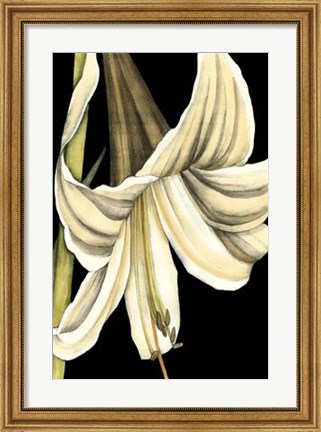 Framed Graphic Lily IV Print