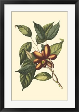 Framed Flourishing Foliage II Print